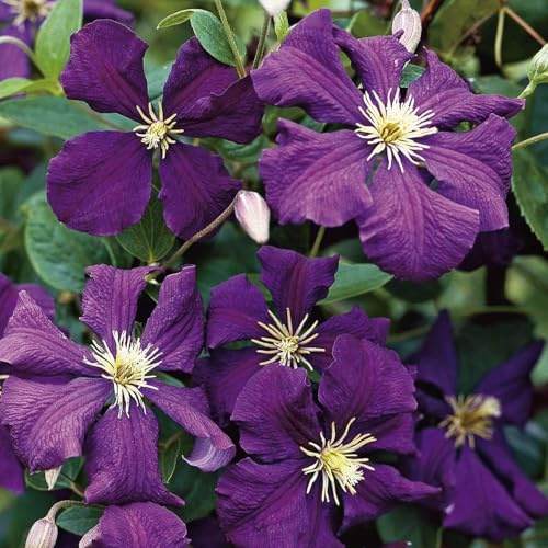 Kletternde Clematis – Winterhart, ideal zur Dekoration von Gartenzaun und Beet-15zwiebeln-f
