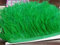 Ribete de plumas de avestruz de calidad para artesanía en vestidos y sombreros. 36 colores disponibles. Color verde hierba, 5 metros