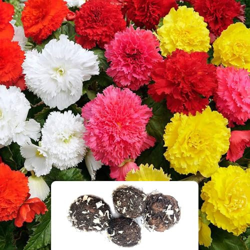 4 Begonia Fimbriata Mix – Stunning Frilled Blooms in Vibrant Colours – Double-Flowering Carnation Varieties – Perfect for a Long-Lasting Summer Garden Display, Tailored for UK Climate
