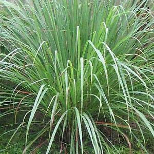CITRONELLA NR.50 SEMI
