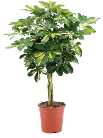 Schefflera Arboricola Gold Capella - 65-75cm - Ø19cm - Zimmerpflanze - Immergrün