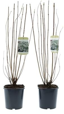 Ziersträucher winterhart - Blütenstrauch Mischung 50–70 cm im 17 cm Topf für farbenreiche Blüte im Frühjahr und Sommer (2, 2 Pflanzen Deutzia scabra (Deutzie))