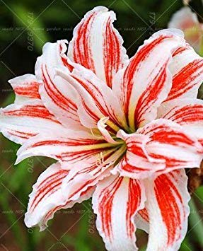 1pcs Wahre Lilie Zwiebeln, doppelte Blütenblätter Lilie Blumenzwiebeln (nicht Liliensamen) Bonsai Topf Blumenzwiebeln Zwiebelwurzel Lilium Pflanzen mehrjährige 5