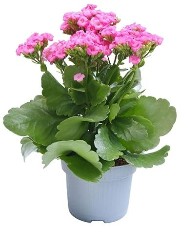 Verdecora Kalanchoe Planta Natural Con Flor en maceta de 11cm - Colores Surtidos - Planta Decorativa y Ornamental