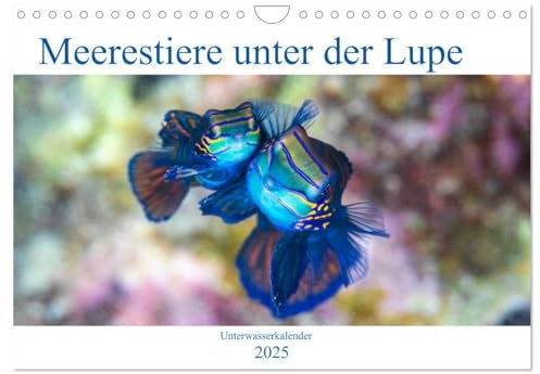 Meerestiere unter der Lupe - Unterwasserkalender (Wandkalender 2025 DIN A4 quer), CALVENDO Monatskalender: Erleben Sie die farbenfrohe Welt unter Wasser! Ein Kalender nicht nur für Taucher.