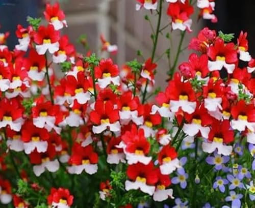 1 Pack of 1100 SEEEDS Nemesia St. George - Nemesia strumosa