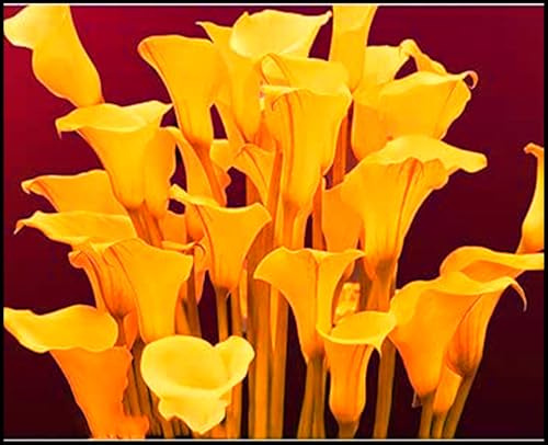 Mehrjährige Blumenzwiebel ist winterhart, Winterhart pflanzen, Blumenzwiebel Mix, Winterhart zwiebeln, Mysteriöse magische Glühbirne-2 Calla Lilien zwiebeln