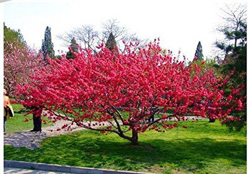 100 semillas florecientes de almendra, árbol de ciruelo floreciente (Amygdalus triloba), por las semillas y granjas
