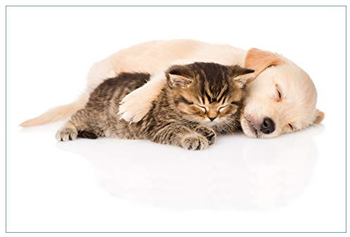 Wallario Küchenrückwand selbstklebend 90 x 60 cm, Motiv: Katze und Hund in Harmonie - Kuschelnde Tiere | Spritzschutz abwischbar & pflegeleicht
