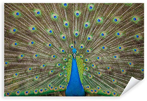 Postereck - 3264 - Pfau, Pfauenauge Auge Vogel Rad Bunt Tier - Wandposter Fotoposter Bilder Wandbild Wandbilder - Poster - 3:2-61,0 cm x 40,5 cm
