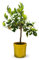 Attitude Jardin - Citronnier meyer - citrus meyeri - agrume méditerranéen - arbre fruitier - 75-85 cm - ⌀ 22 cm