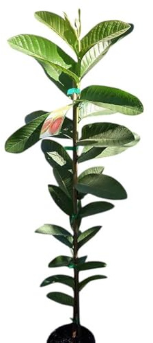 Planta de Guayaba fresa. Myrtus Guajava Autofertil. Altura 100-110 Cm. Frutos nutritivos, rápido crecimiento, fácil cuidado, para sombra, aroma, medicinal, atrae polinizadores. Segura Garden