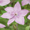 GreenboutiQ - Kletterpflanze - Clematis Hagley Hybrid - Blüte Rosa - Wenig Pflege - 2 Pflanzen - Topf 11cm Höhe 40cm