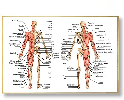 Home Decoration Schädel Muskelsystem Poster Leinwand Drucken Anatomie-Diagramm Menschliche Körper Schule Medizinische Skelett Pädagogische Lieferungen (Farbe : A, Size (Inch) : 13x18 cm unframed)