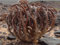 Anastatica hierochuntica seeds Jericho rose, resurrection plant, herb seeds –