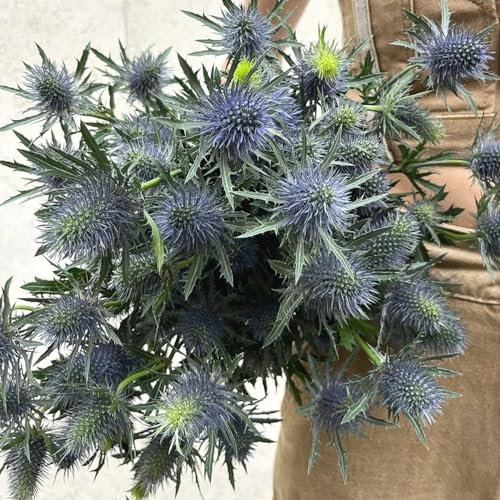80 pcs Edeldistel Pflanze Winterhart - pflanztopf exotische pflanzen winterhart Eryngium planum - gartenblumen mehrjährig winterhart kräutergarten geschenk, bodendecker winterhart