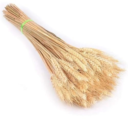 50pcs Getrocknete Stängel Weizen Künstliche Weizenstiel äHren Weizen Deko Getrocknete Weizen Getreide äHren Getrocknet Deko Trockenblumen für Kamin, , KüChe, Kirche, Tisch 17cm (Beige, One Size)