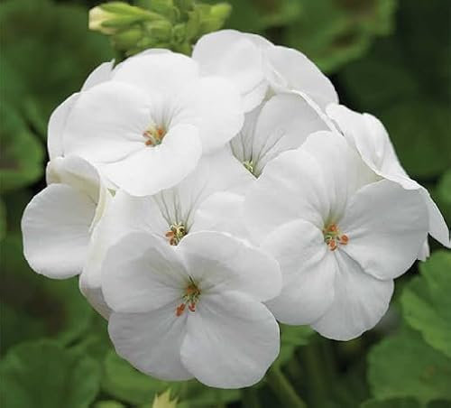 100 Stück weiße Geranien-Blumensamen
