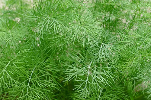 Lot de 250 Graines d'Aneth Commune - Plante Annuelle et Aromatique - Anti nuisibles au potager - Riches en Vitamines - Semences Reproductibles