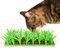 Silicone Grass Mat for Cats, Silicone Cat Grass Mat for Indoor Cats, Silicone Snuffle Mat for Cats and Dogs, Pets Silicone Slow Food Mat