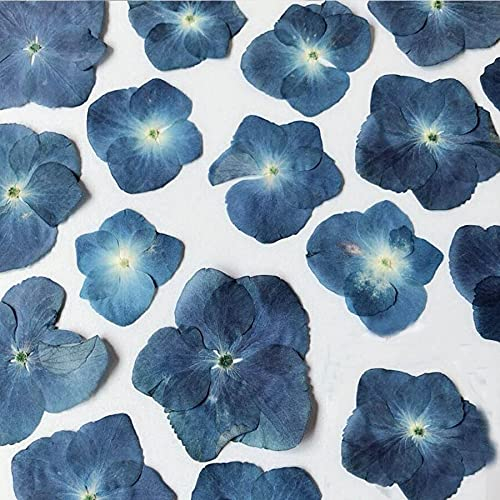 Crysdaralovebi 120 Stück DIY gepresste blaue Serie getrocknete Hortensie Makrophylla Blumen Pflanzen Herbarium für Schmuck Telefonhüllen Lesezeichen Herstellung (dunkelblau)