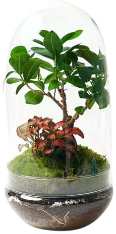 Terrario Plantas Cristal - Cúpula con Ficus Ginseng y Fittonia | Jardin Eterno en Cristal o Ecosistema Cerrado | Ideal para Decoración Hogar | Grande, 36 cm x 19 cm