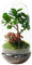 Terrario Plantas Cristal - Cúpula con Ficus Ginseng y Fittonia | Jardin Eterno en Cristal o Ecosistema Cerrado | Ideal para Decoración Hogar | Grande, 36 cm x 19 cm