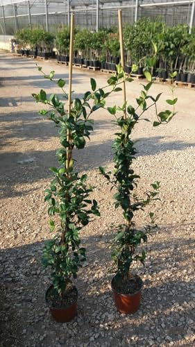 N.10 PIANTE RINCOSPERMUM JASMINOIDES GELSOMINO ALT. 120 cm (foto reali) PROFUMAT