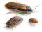 proinsects Argentinische Waldschaben (Blaptica dubia) mittel 100 STK.