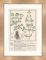 Biller Antik Marjolaine 166 hortensis Plantes médicinales encadrées