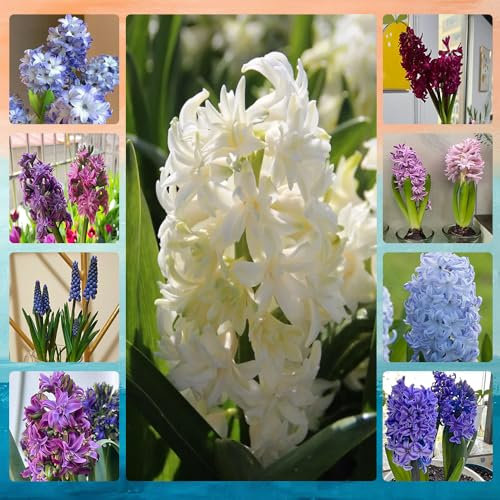 bulbos de jacinto resistentes - Plantas resistentes para el jardín. Plantas de balcón resistentes plantas de exterior perennes Los bulbos de flores son perennes y resistentes. bulbo de 3pcs