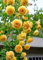 Govixed 200+ Rosas Trepadoras Exterior Cultivo de semillas de Rosas al aire libre - paisaje doméstico de uvas en el jardín (Yellow)