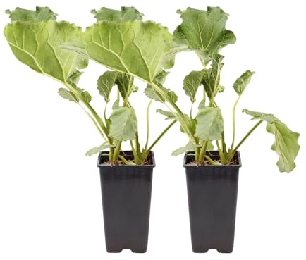 Plant in a Box - Rhabarberpflanze - Set aus 2 - Rheum rhabarbarum - Höhe 50-60cm - Topf 15cm - Mehrjährige Freilandpflanze - Essbare Stiele
