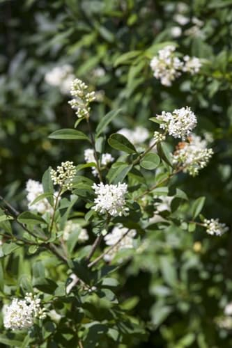 Ligustrum ovalifolium 150-175 cm - Ovalblättriger Liguster, immergrün, ideal für Hecken, schnittverträglich, pflegeleicht und winterhart