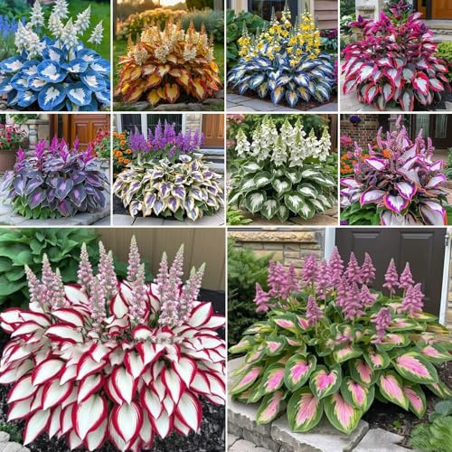 1000 Stück Hosta-Samen, mehrjährige, kältetolerante Blumensamen, Hosta-Sorten, Samen zum Pflanzen von Schattenschnittblumen im Freien im Garten Gemischter Stil