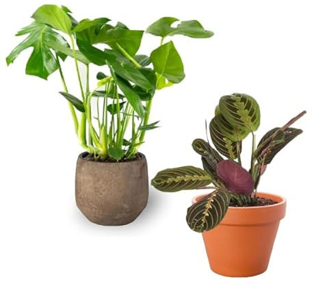 Pack 2 Plantas Naturales de Interior Maranta + Monstera Deliciosa Decoración para la casa o la oficina perfectas para Regalo