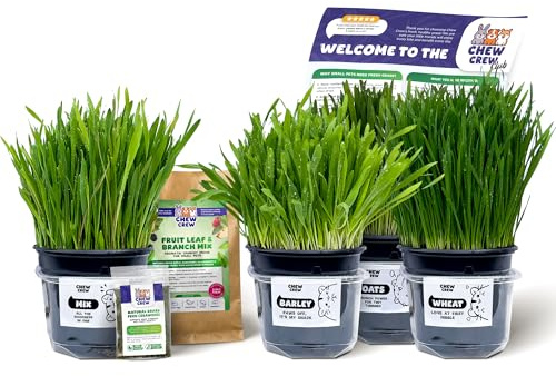 Fresh Grass for Rabbits, Guinea Pigs, Chinchillas, Hamsters, Gerbils – 4 Varieties (Oats, Wheat, Barley, Mix) – Healthy Hay Alternative – Live Boredom Buster Treat, UK Grown by Chew Crew