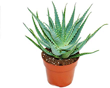 Exotenherz - Aloe aborescens im 19cm Topf