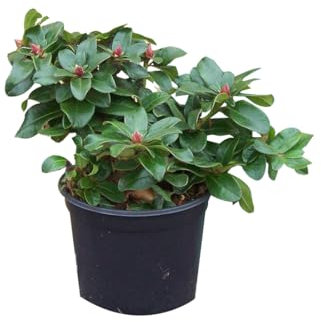 Rhododendron 'Scarlet Wonder' 25-30 cm pot | Rhododendron nain, floraison rouge écarlate, idéal rocaille
