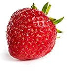 Erdbeerprofi - Erdbeere Senga Sengana - 10 Erdbeerpflanzen/Erdbeersetzlinge - gut durchwurzelt - Pflanzzeit: August - September; Ernte: Juni