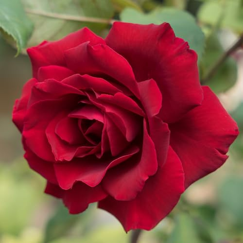 YouGarden Harkness Roses James' Rose, Gift Wrapped Established Plant in 3-4 Litre Pot, Ready to Plant Patio Bush Rose with Bright Red Flowers, For Fragrant Garden Roses in Pots, Beds, or Borders