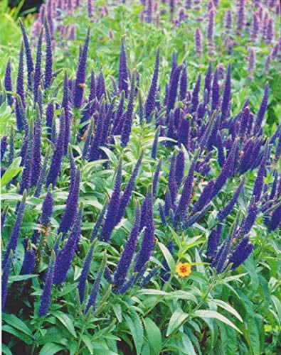 Veronica longifolia Blauriesin Ehrenpreis3 Wurzelstücke Winterhart Staude