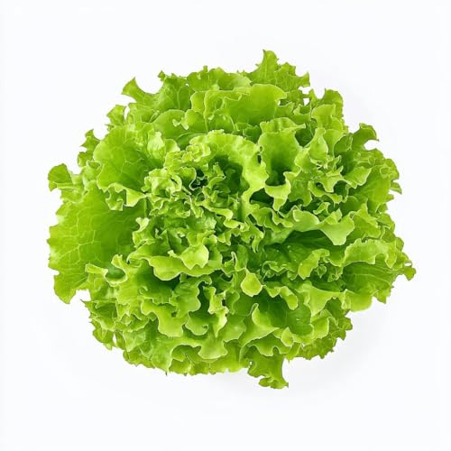 250 Semillas de Lechuga Batavia - SemiSauvage Permaculture