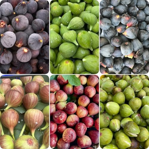 30 pcs Feigenbaum Samen obstbäume, zimmerpflanzen Feigen Baum, Ficus carica, bonsai tree ökologische geschenke sukkulenten samen, extrem winterharte kübelpflanzen blumensamen, hochbeet