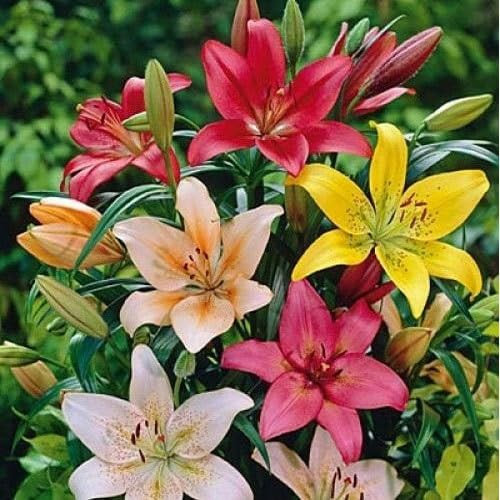 Nouvelles graines fraîches de fleurs de lys mélangées de 100 pièces