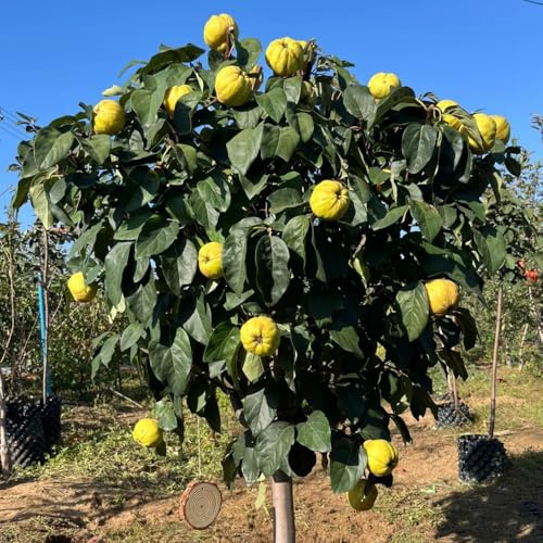 Quittenbaum, Cydonia oblonga, Quitten, winterhart schnell wachsende sträucher obstsamen für garten balkon 200Samen