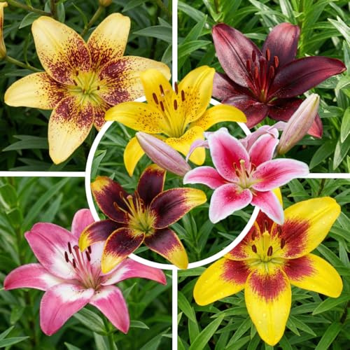 Lilien Zwiebeln Winterhart Mehrjährig 30 Stück - 10 Sorten | Große Blumenzwiebeln aus Holland (Budget-Mix), bunte Farben, Sommerblüher für Garten, Beet, Balkon