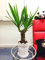 1 Easy Plants® - Pianta da tavolo con motivo Elephantipes Yucca e piattino, colore: Bianco