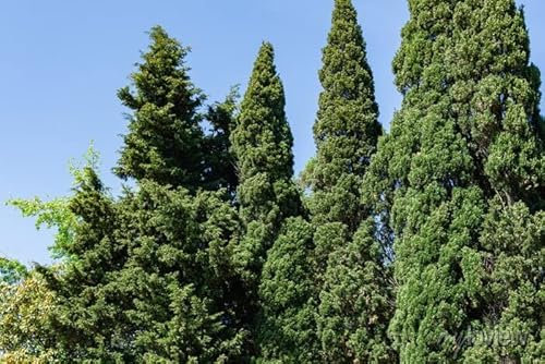 30 Semillas de Ciprés común - Cupressus sempervirens