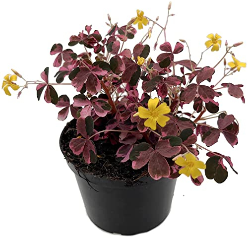 Fangblatt - Oxalis vulcanicola PinK - Pinky Klee - dekorative Zimmerpflanze - pinkfarbener Klee für Ihr Zuhause